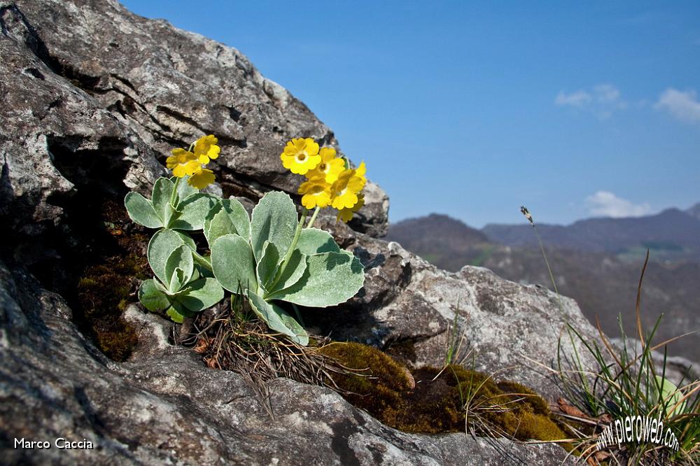 09_Primula Auricola (primula orecchia d'orso).jpg